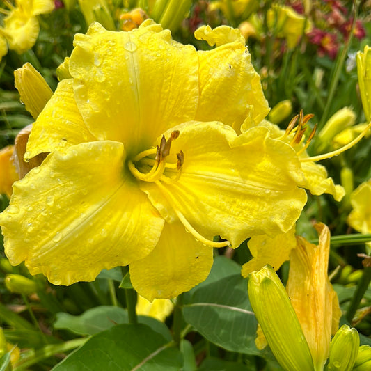 Imperial lemon, perennial Daylily