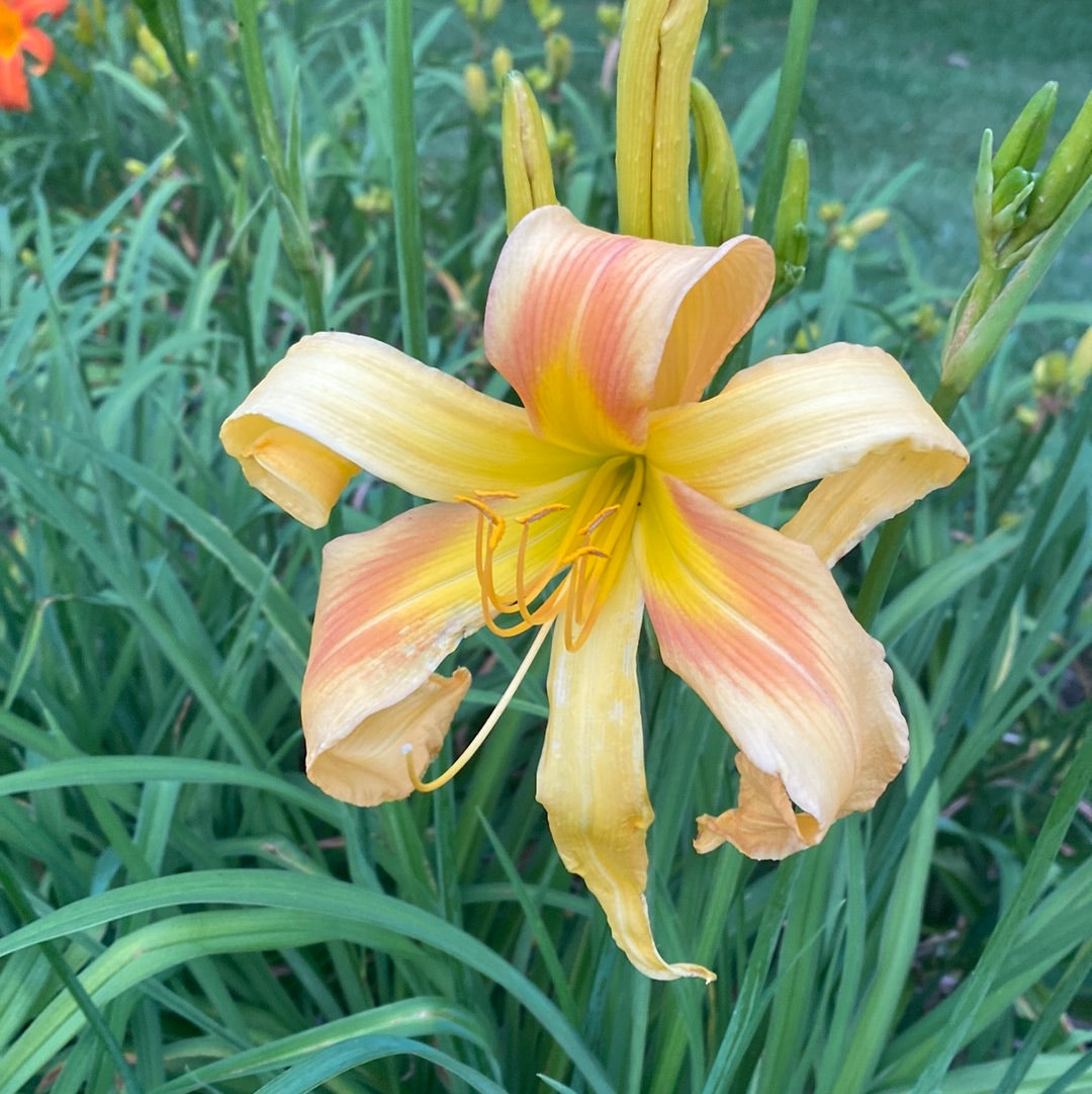 Dances with giraffes, perennial Daylily