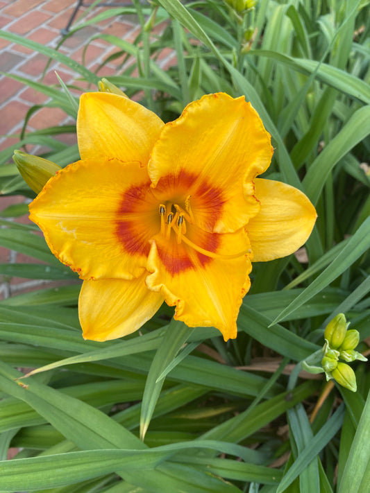 Pumpkin Moonshine Daylily Perennial Plant