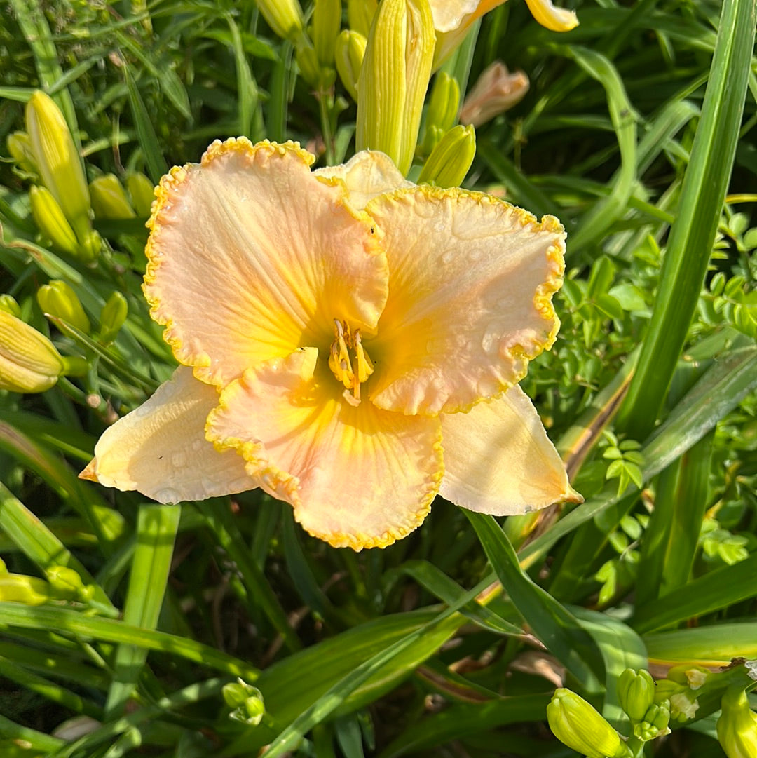 Never been kissed, perennial Daylily