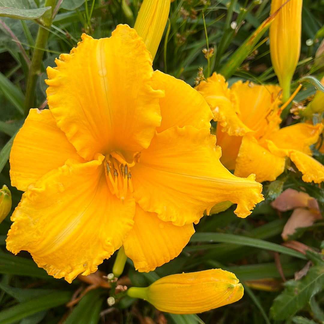 Olympic Showcase Daylily Perennial Plant