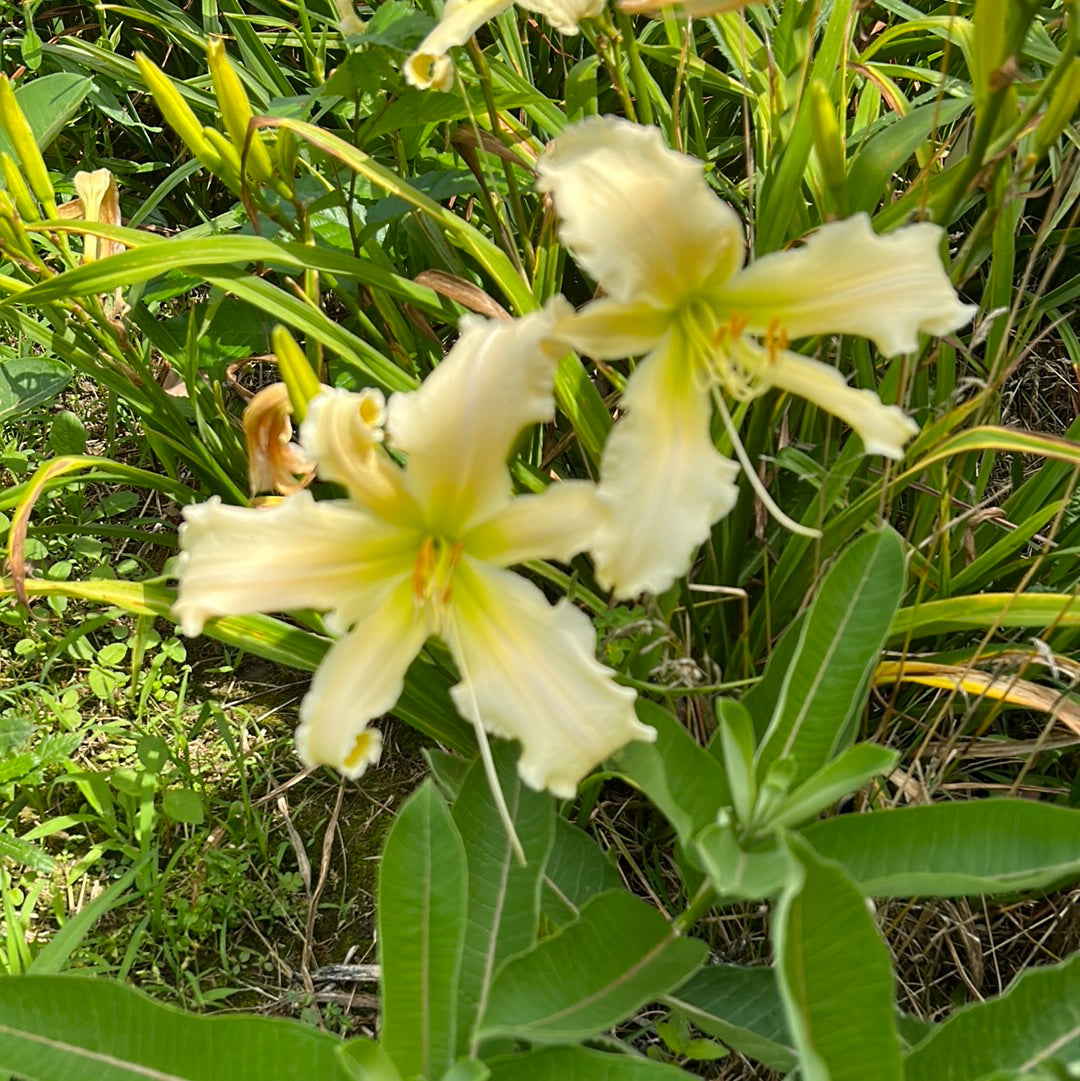 Heavenly angel ice, perennial Daylily