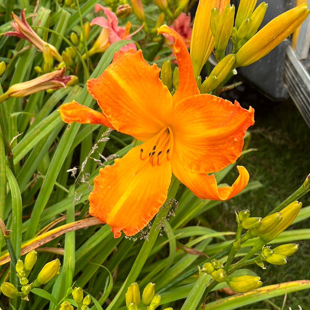 Highland pinched fingers, perennial Daylily