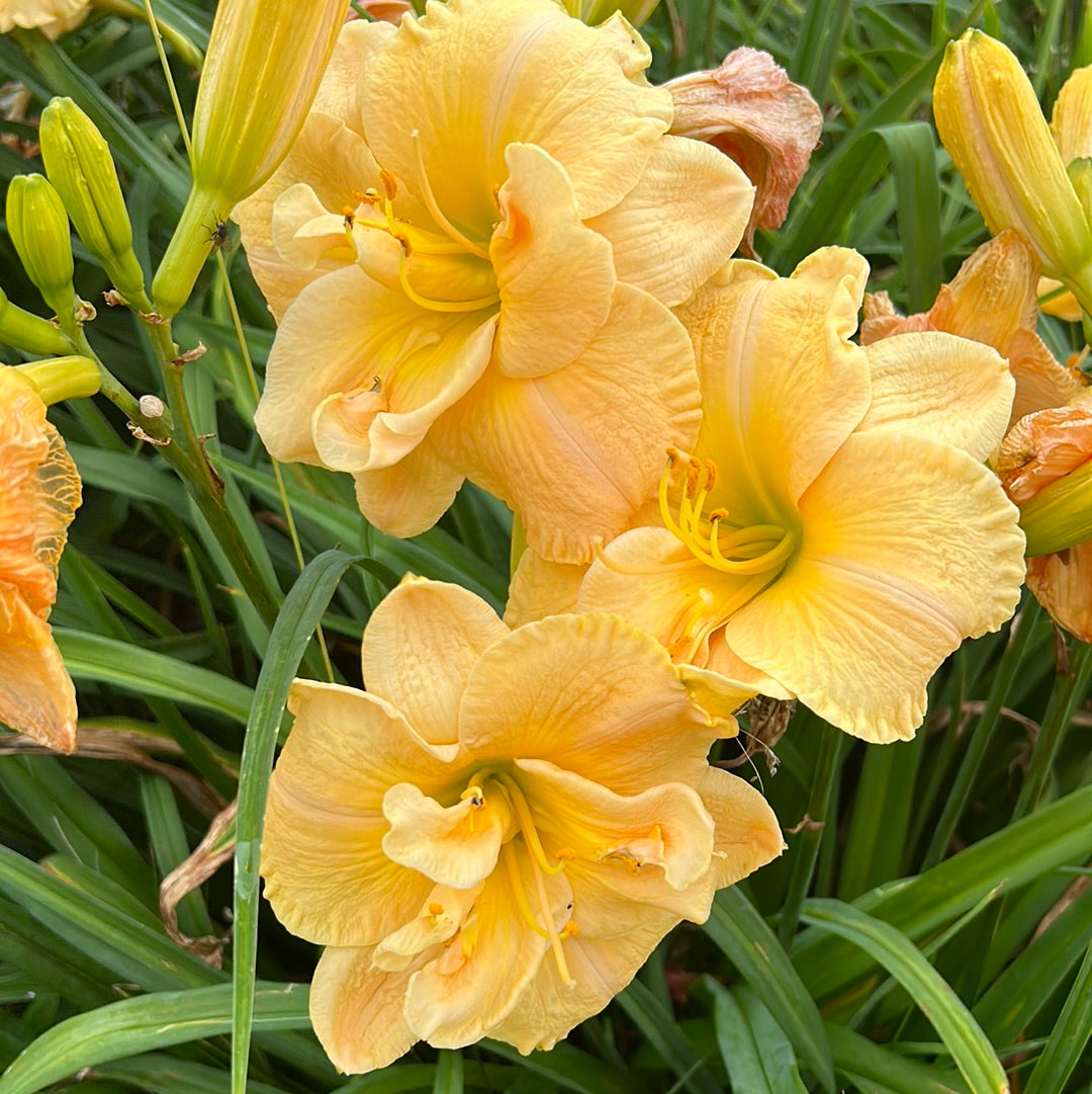 Puccini, perennial Daylily