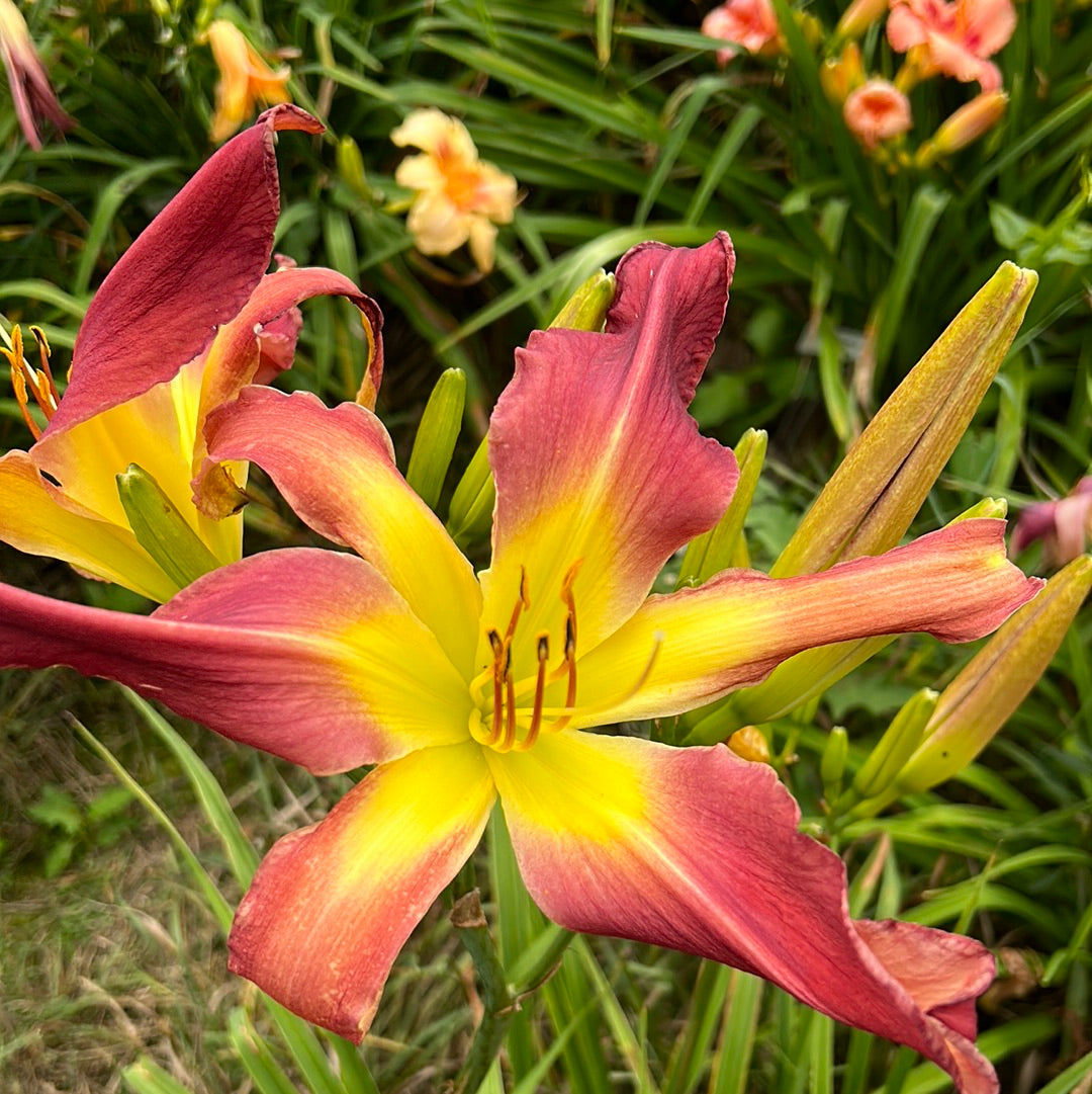 Galaxy Rose, perennial Daylily