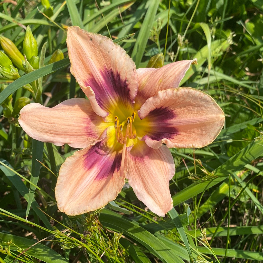 Paper Butterfly Daylily Perennial Plant