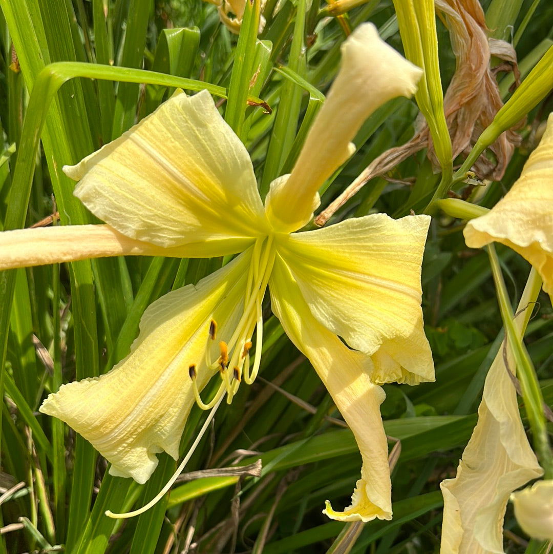 Heavenly curls, perennial Daylily