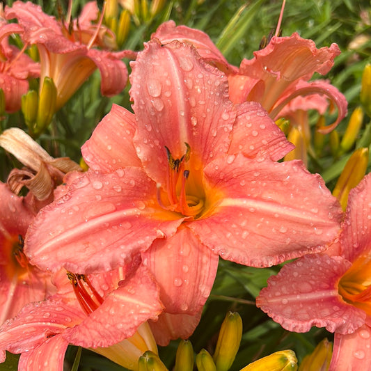 Heron, perennial Daylily