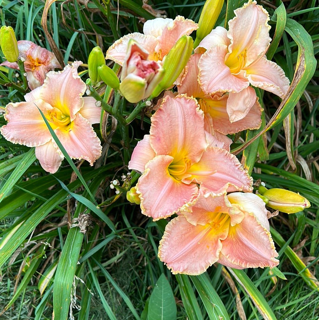 Finally letting go, perennial Daylily