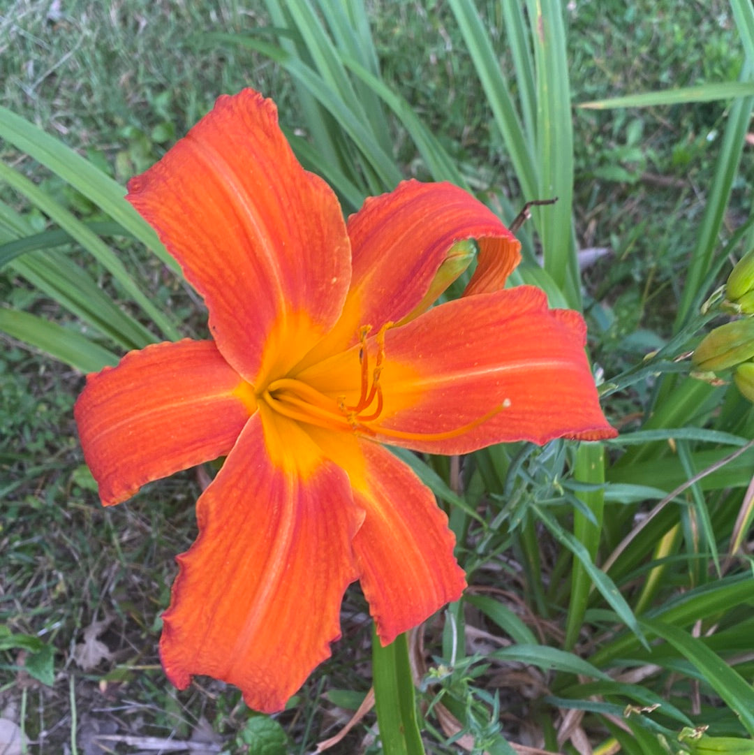 Heavenly orange blaze, perennial Daylily