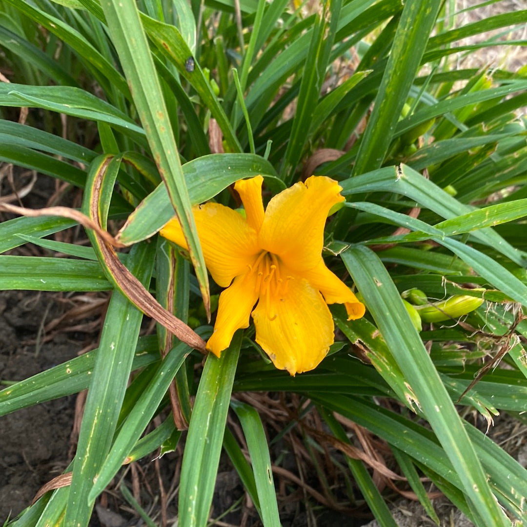 Riot on the kindergarten bus, perennial Daylily