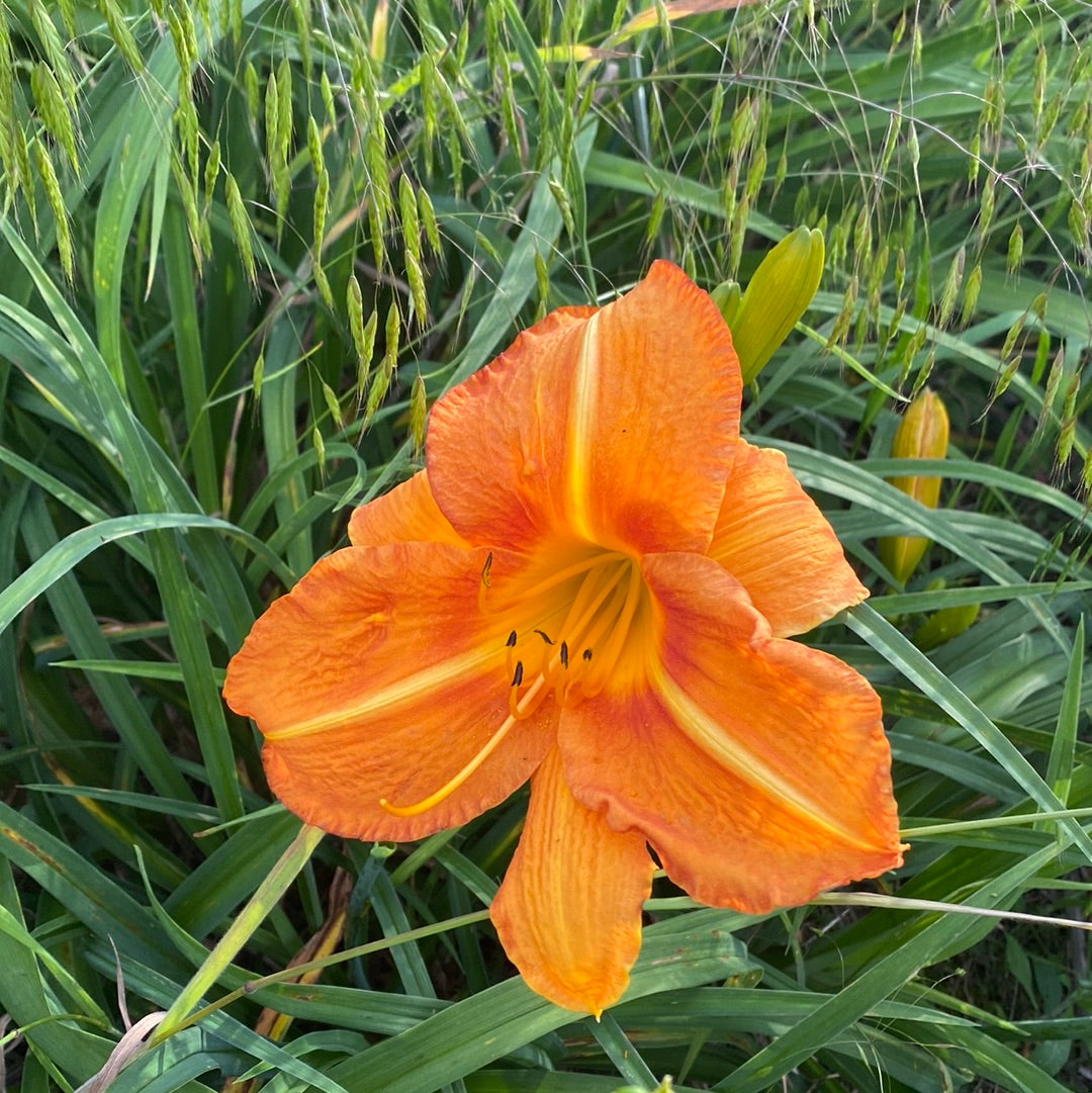 Tuscawilla Tigress, perennial Daylily