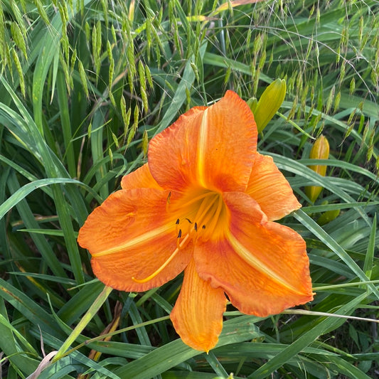 Tuscawilla Tigress, perennial Daylily