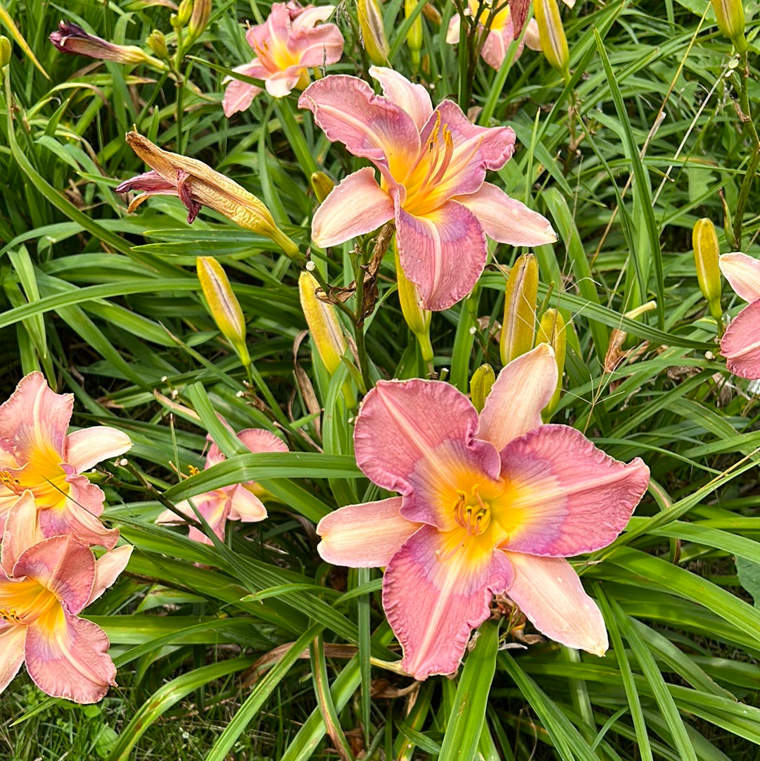 Blue dude, perennial Daylily