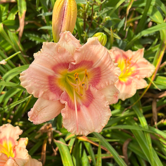 Fanciful candy, perennial Daylily