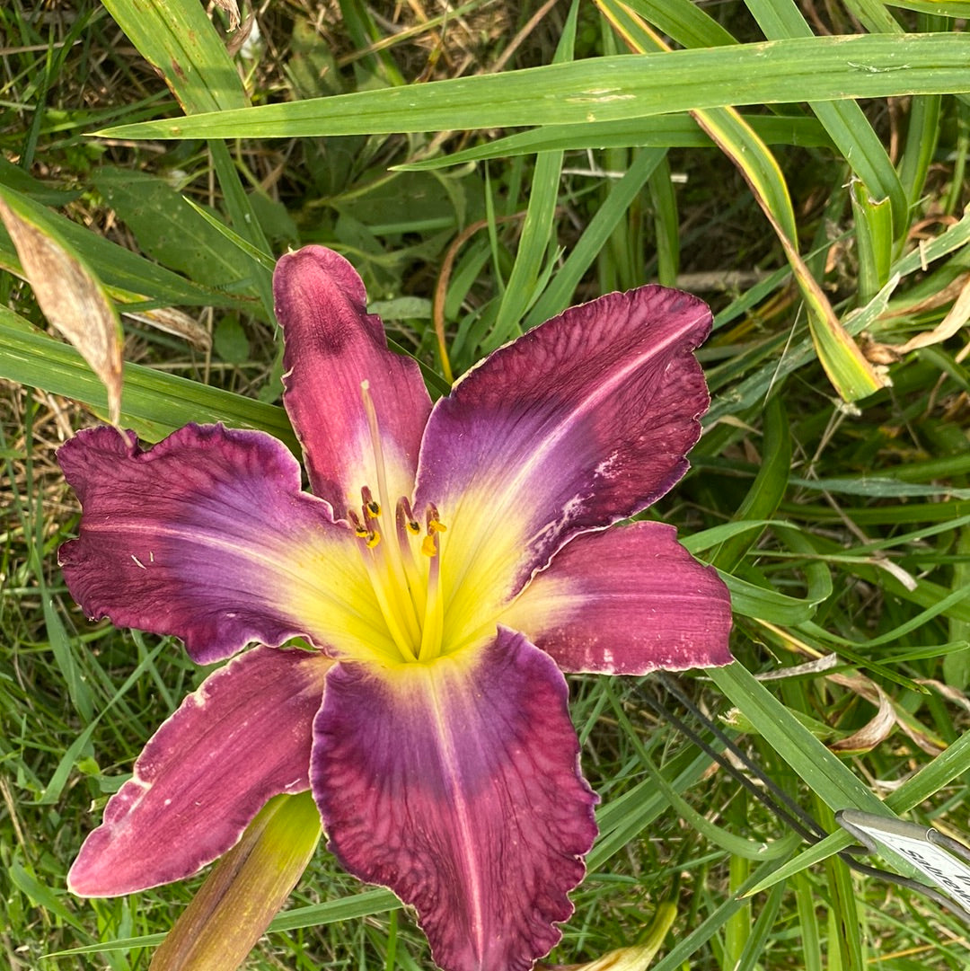 Violet Sabrewing Perennial Daylily