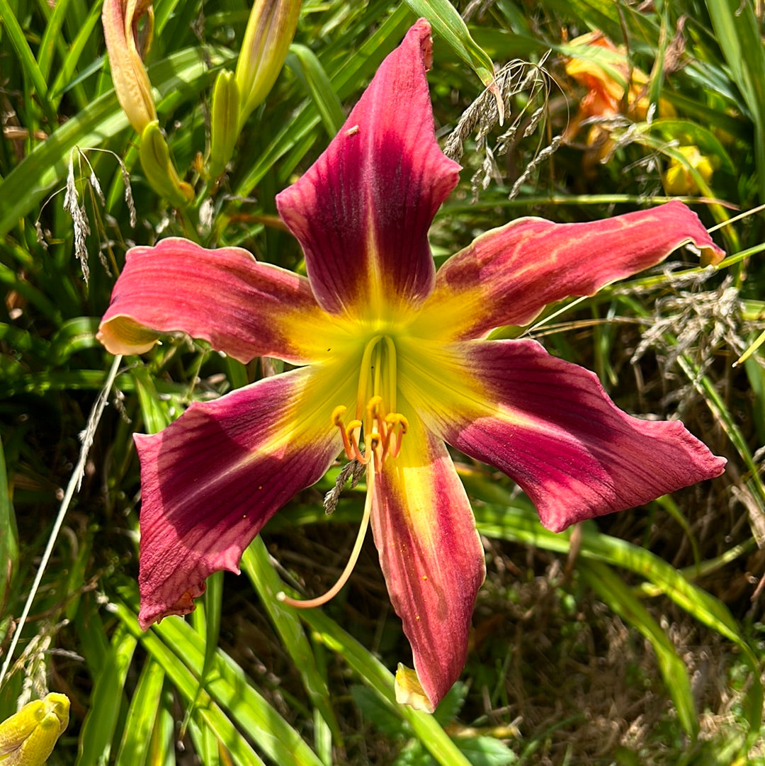 String theory, perennial Daylily