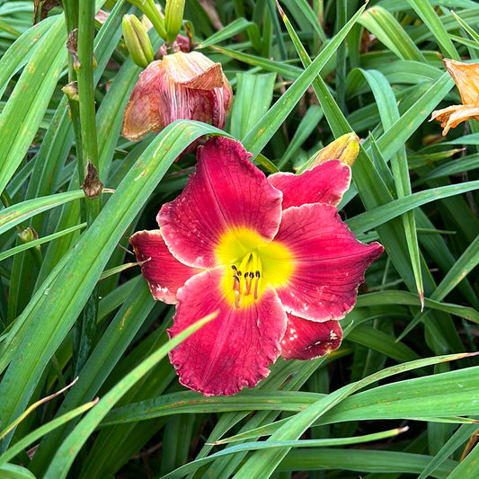 Outback red, perennial Daylily