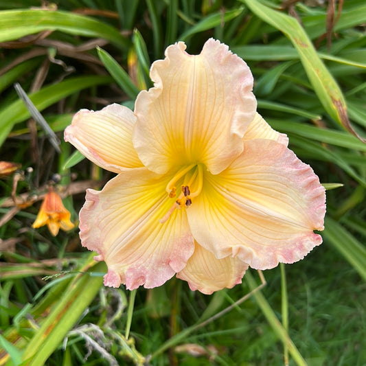 Pleasant edging, perennial Daylily