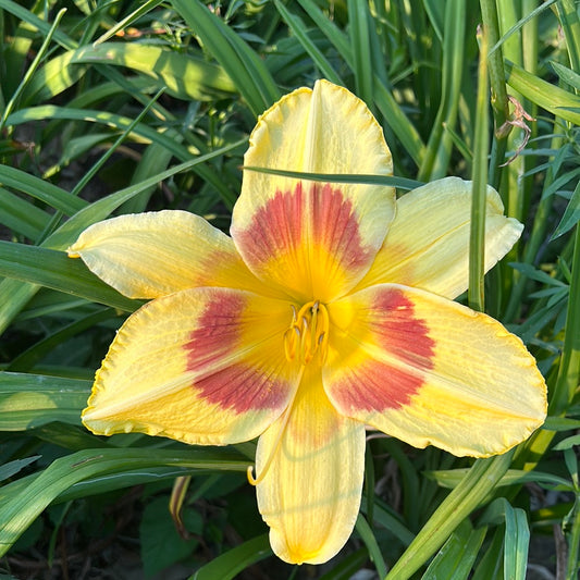 King George perennial Daylily