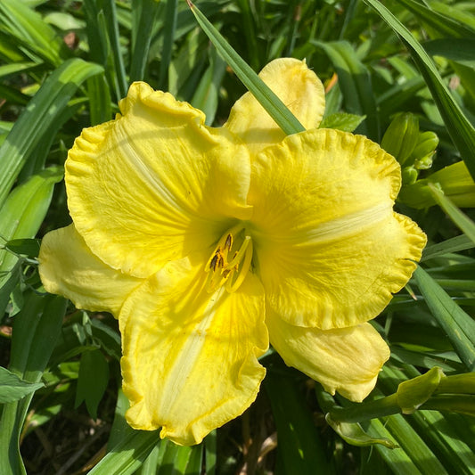 Summertime Splendor, perennial Daylily