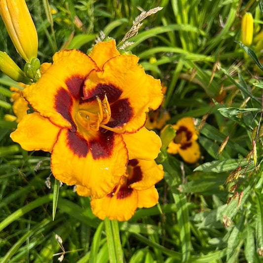 Now and Zen, perennial Daylily