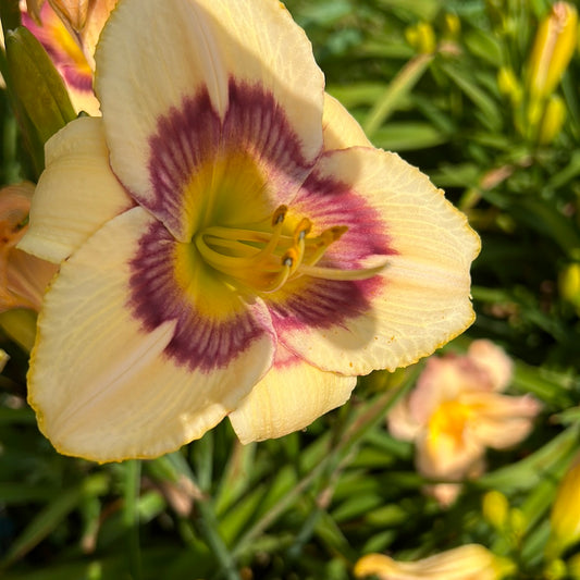 Rainbow candy, perennial Daylily