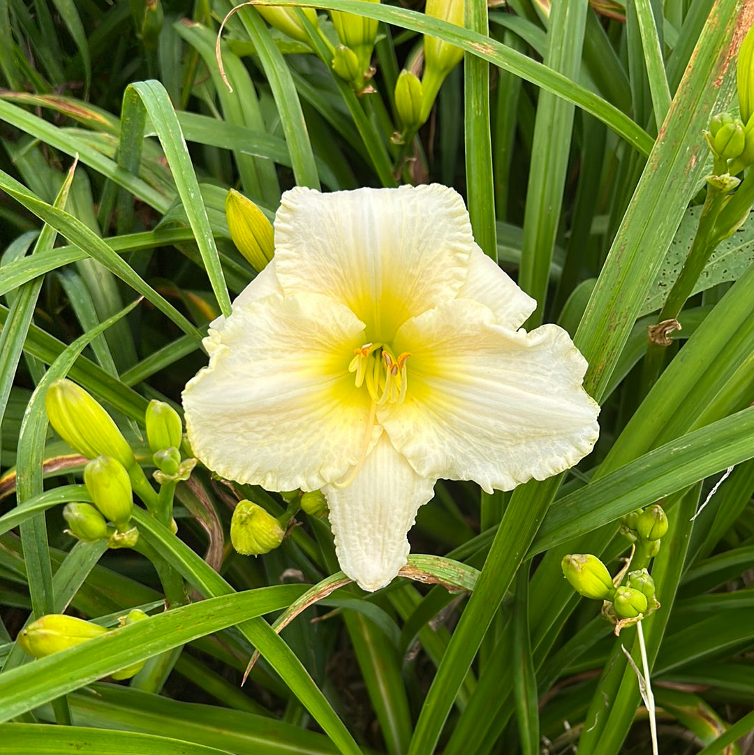 Blizzard wizard, perennial Daylily