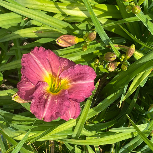 Siloam Royal Prince, perennial Daylily