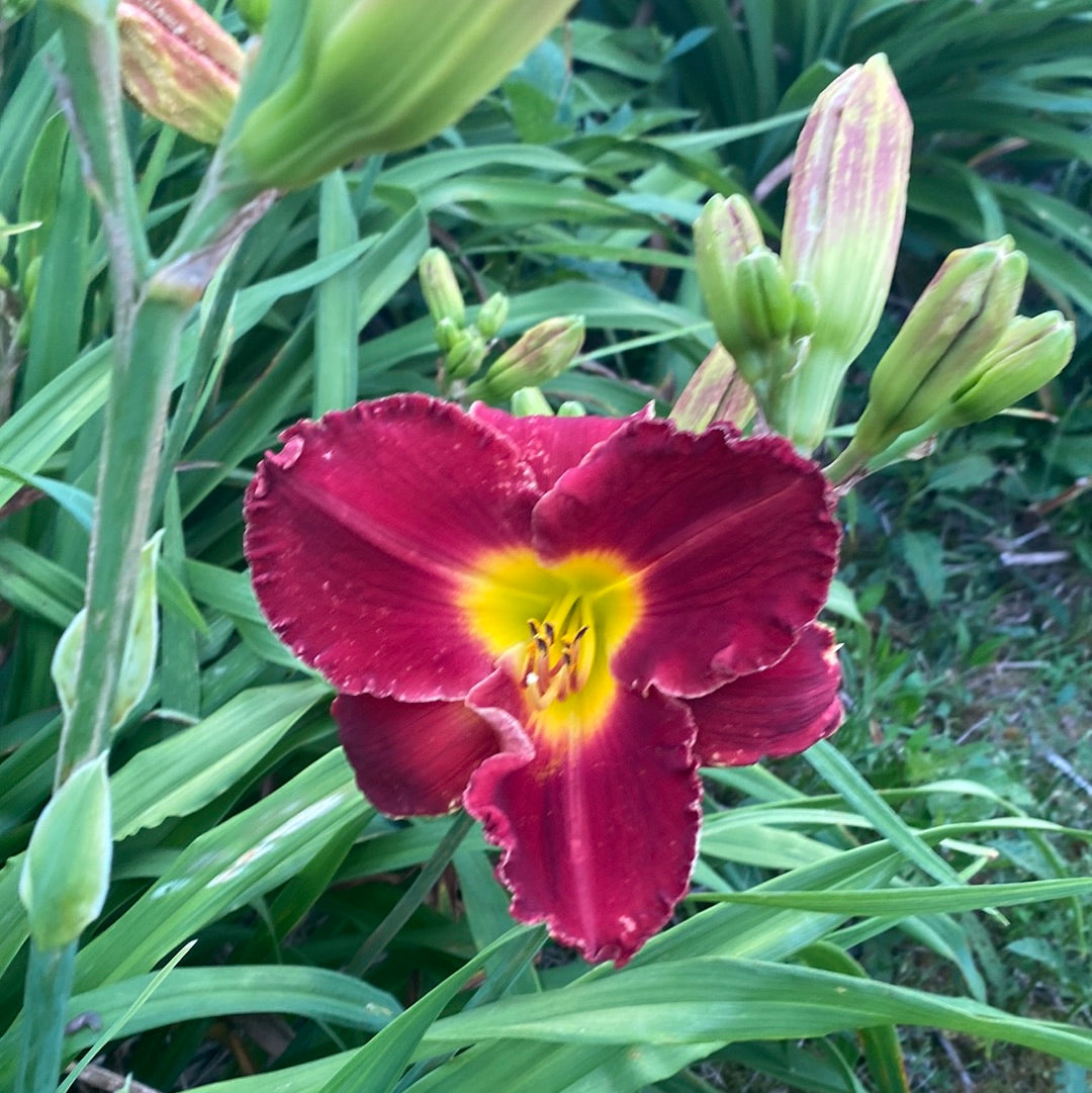 Outback red, perennial Daylily