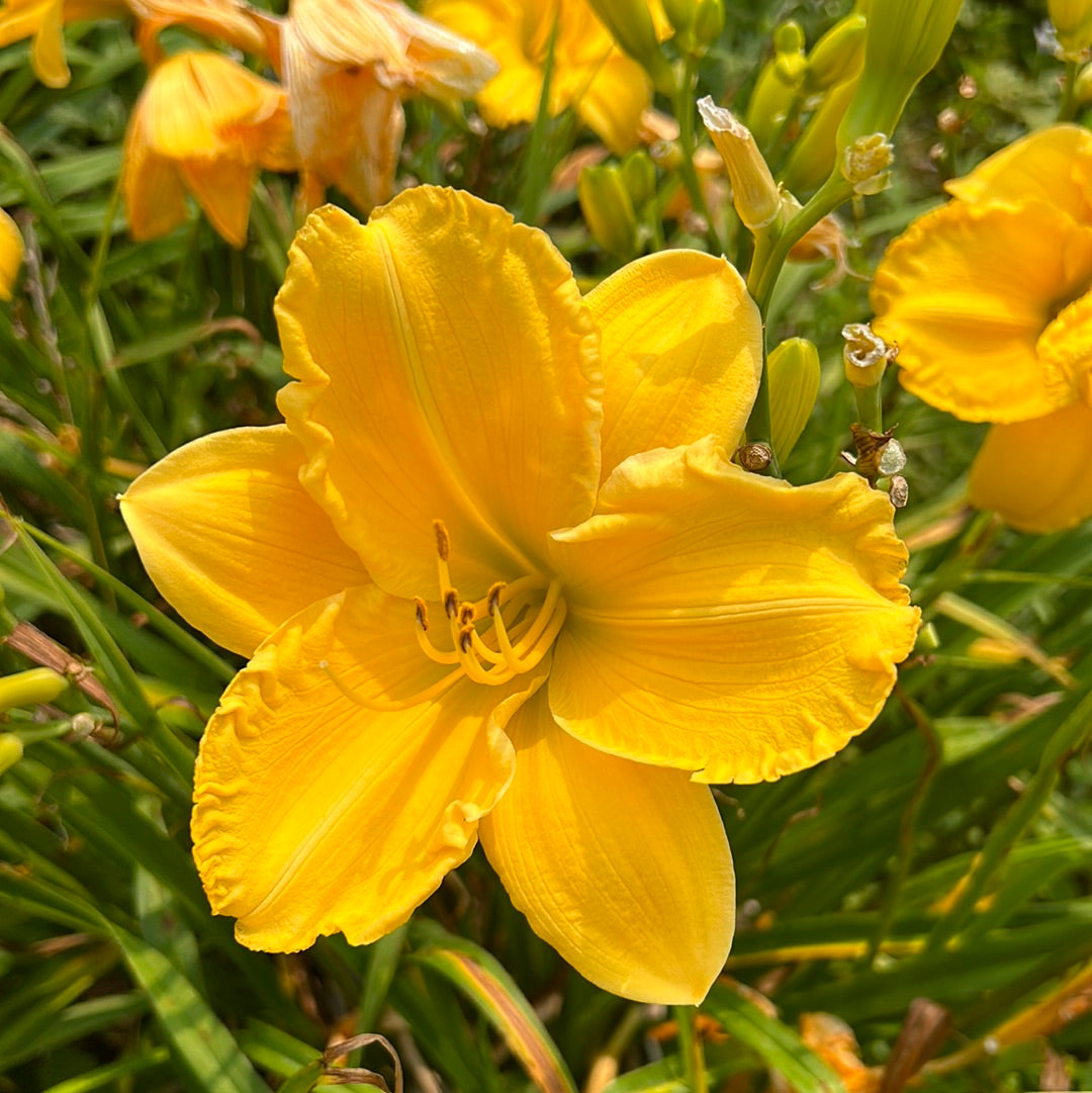 Jen melon, perennial Daylily