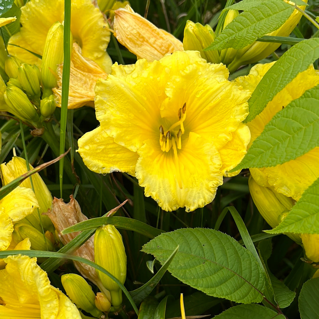 Floyd Cove, perennial Daylily