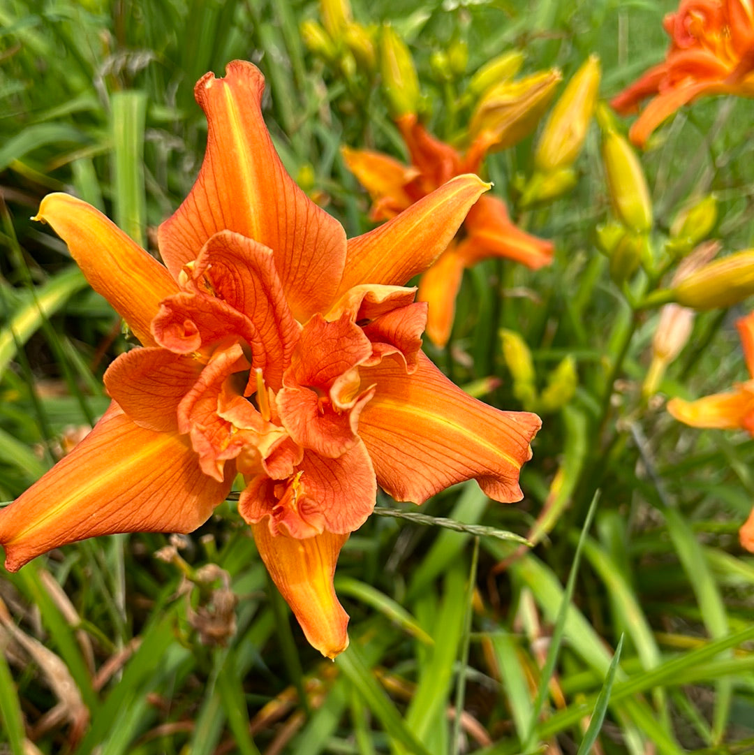 Tangerine twirl cupcake, perennial Daylily