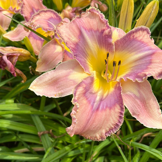 Mildred Mitchell , perennial Daylily