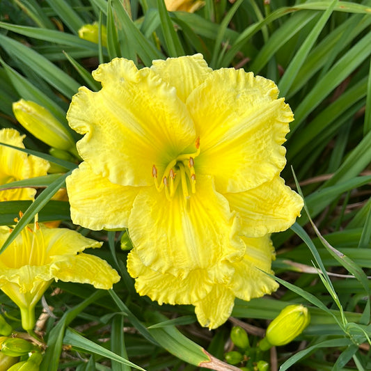 Omomuki, perennial Daylily