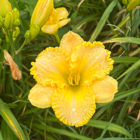 Ferengi  gold, perennial Daylily