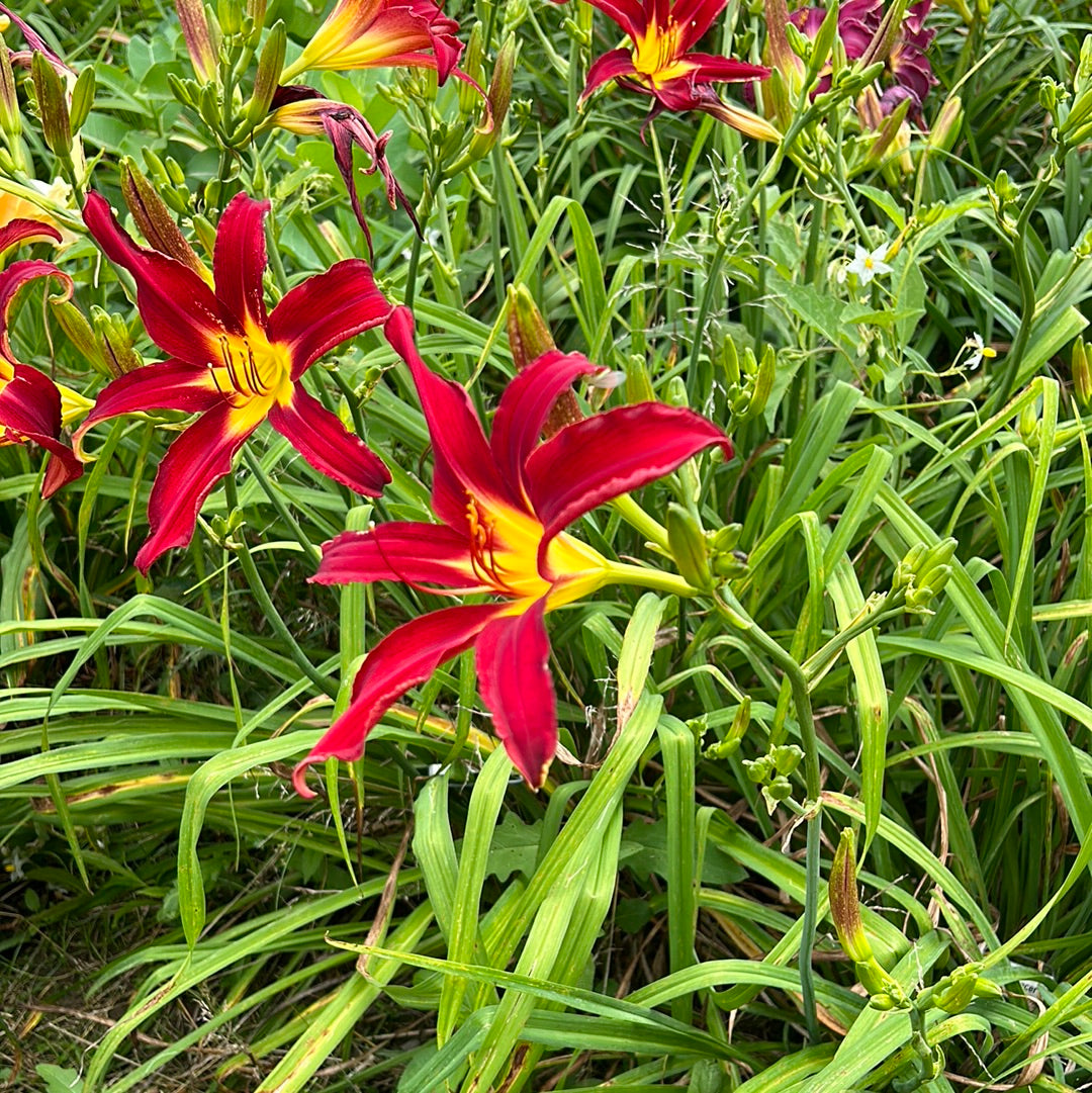 Holly dancer, perennial Daylily