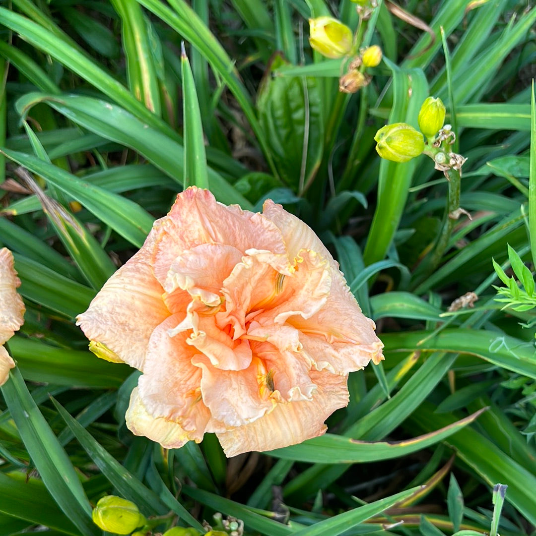 Passion fruit truffle, perennial Daylily