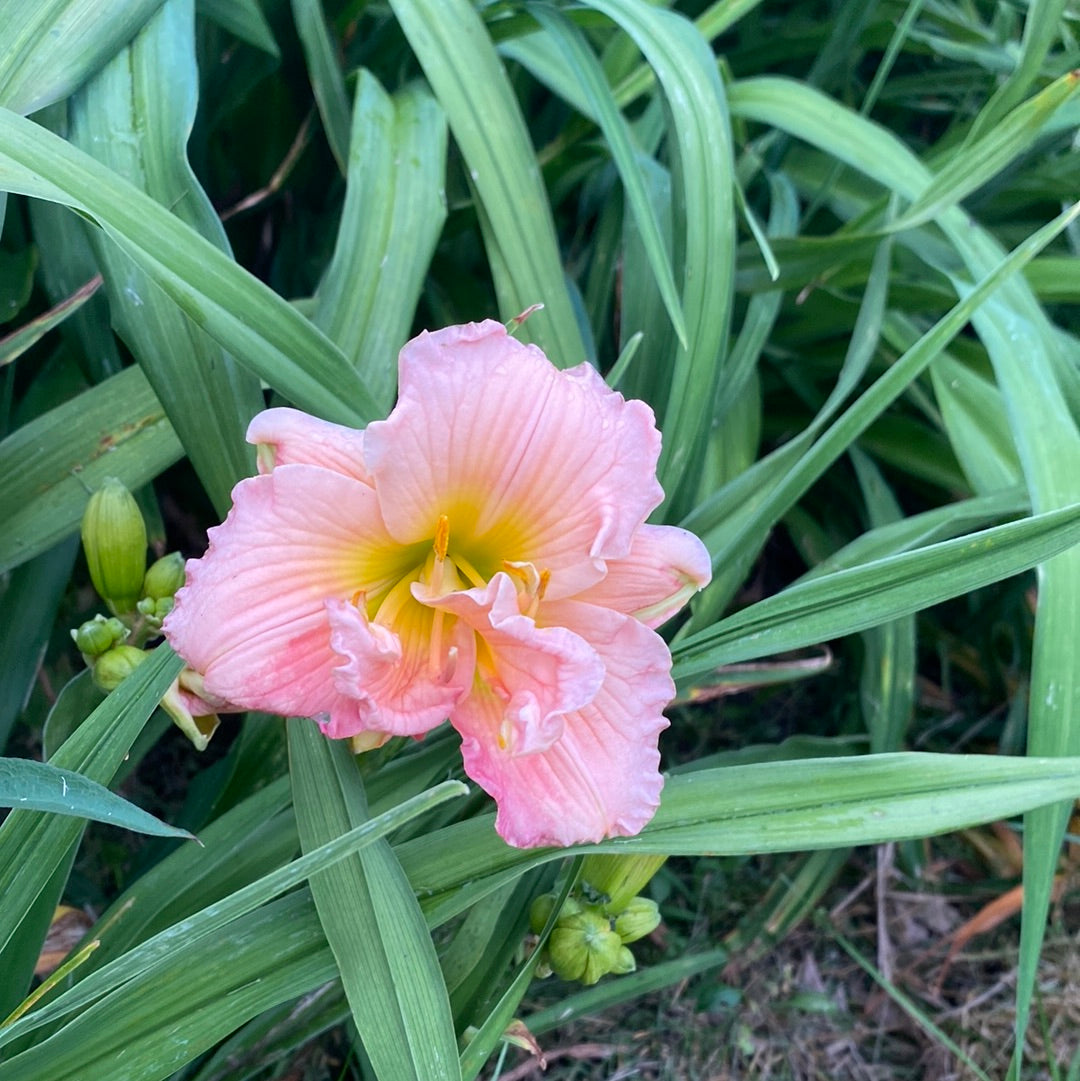 Siloam Double Classic, perennial Daylily