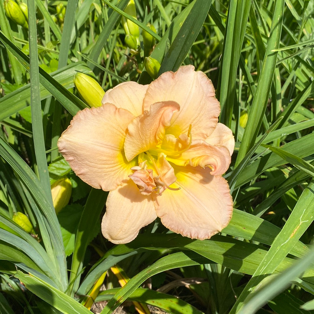 Glazed Porcelain Truffle Daylily Perennial Plant