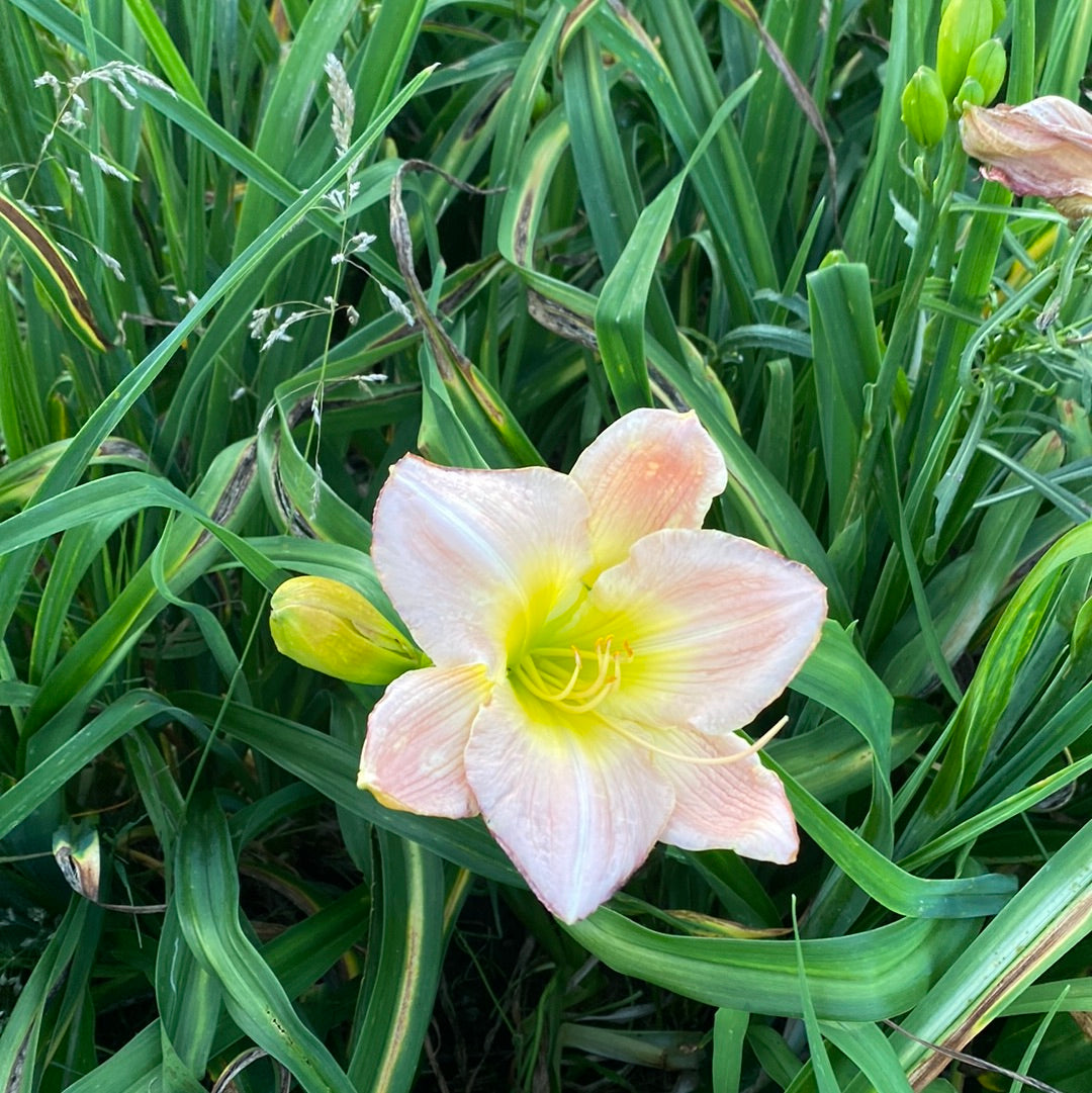 Pink Debutante, perennial Daylily