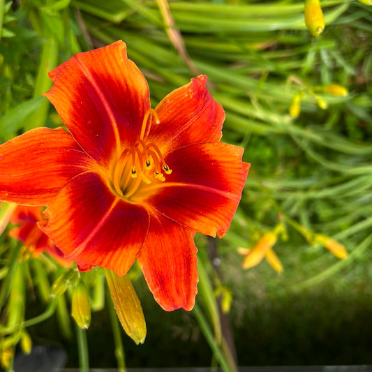 Walters tango, perennial Daylily