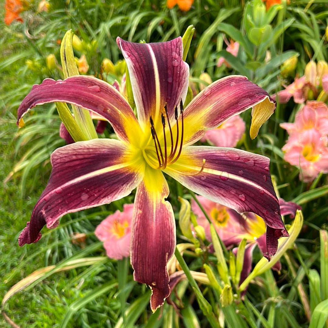 Morphin time, perennial Daylily