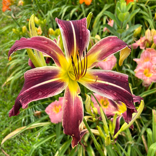 Morphin time, perennial Daylily