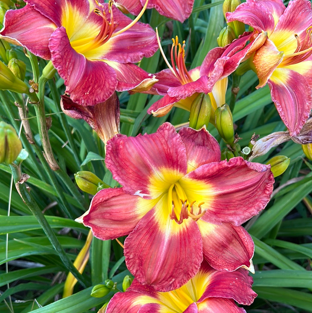 Passion for red, perennial Daylily