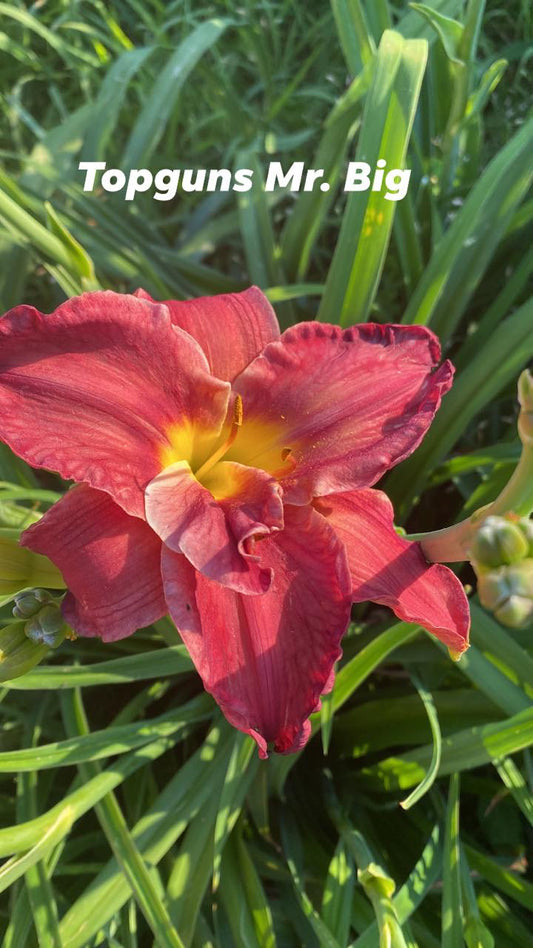 Topguns double winemeister , perennial Daylily