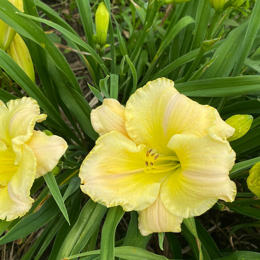 Heavens radiance, perennial Daylily