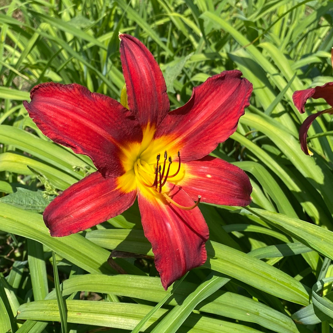 Spider Man, Perennial Daylily