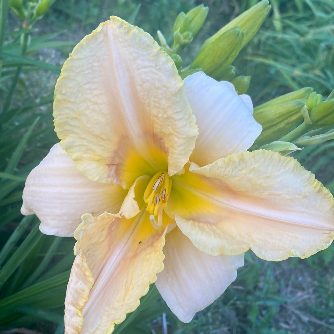 Lonesome dove perennial Daylily