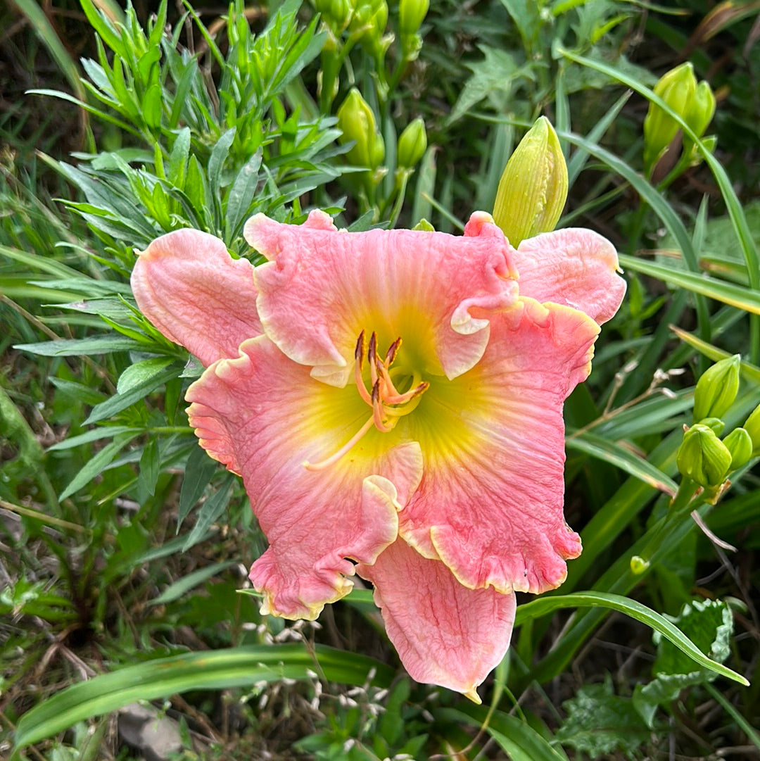 Marietta melon, perennial Daylily